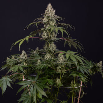 Runtz Automat (Zamnesia Seeds) feminizowane