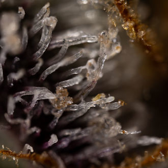 Runtz Automat (Zamnesia Seeds) feminizowane