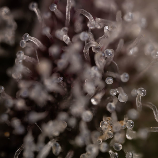 Runtz Automat (Zamnesia Seeds) feminizowane