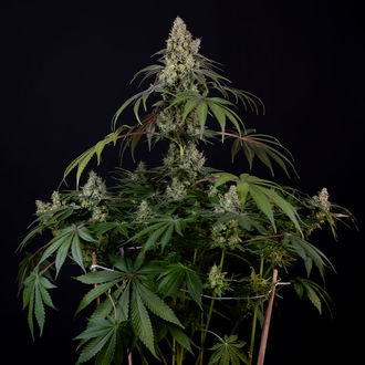 Runtz Automat (Zamnesia Seeds) feminizowane
