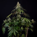 Runtz Automat (Zamnesia Seeds) feminizowane