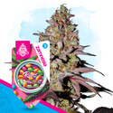 Runtz Automat (Zamnesia Seeds) feminizowane