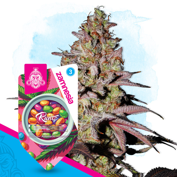 Runtz Automat (Zamnesia Seeds) feminizowane