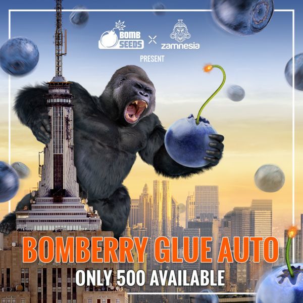 Bomberry Glue Automat (Bomb Seeds x Zamnesia) feminizowane
