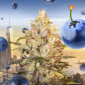 Bomberry Glue Automat (Bomb Seeds x Zamnesia) feminizowane