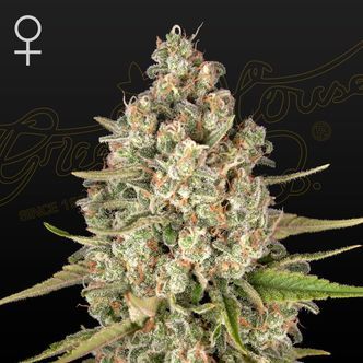 Lost Pearl (Greenhouse Seeds) feminizowane
