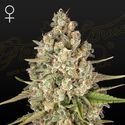 Lost Pearl (Greenhouse Seeds) feminizowane