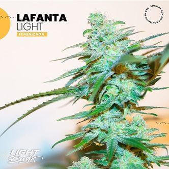 Lafanta Light (Light Buds) feminizowane