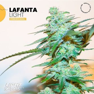 Lafanta Light (Light Buds) feminizowane