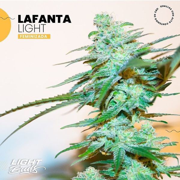 Lafanta Light (Light Buds) feminizowane