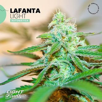 Lafanta Light Automat (Light Buds) feminizowane