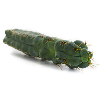 Echinopsis „zamnesiana”