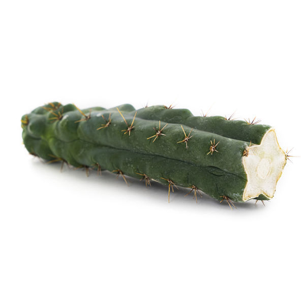 Echinopsis „zamnesiana”