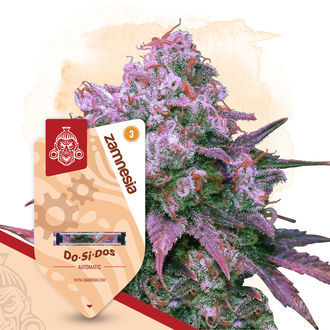 Do-Si-Dos Automat (Zamnesia Seeds) feminizowane