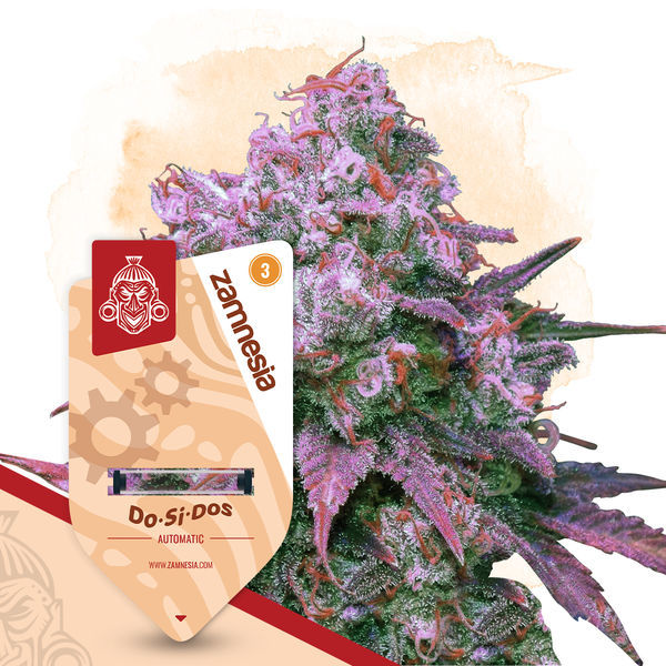Do-Si-Dos Automat (Zamnesia Seeds) feminizowane