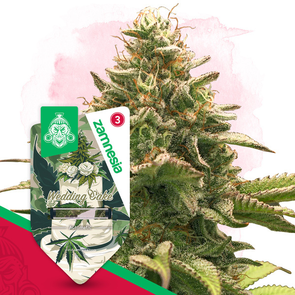 Wedding Cake Automat (Zamnesia Seeds) feminizowane