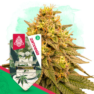 Wedding Cake (Zamnesia Seeds) feminizowane