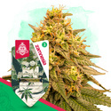 Wedding Cake (Zamnesia Seeds) feminizowane
