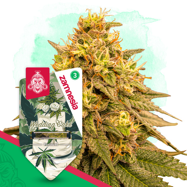 Wedding Cake (Zamnesia Seeds) feminizowane