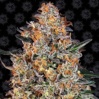 Bubba Kush (Barney's Farm) feminizowane