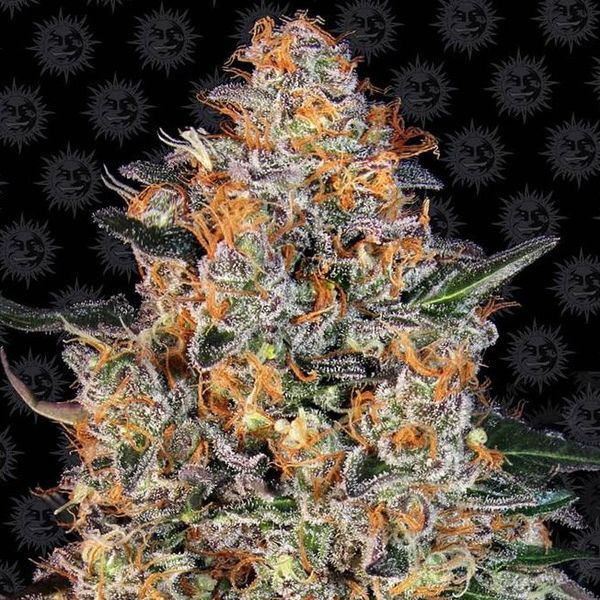 Bubba Kush (Barney's Farm) feminizowane