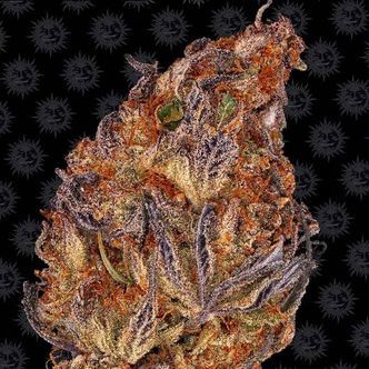 Runtz Automat (Barney's Farm) feminizowane