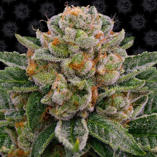 Skywalker OG Automat (Barney's Farm) feminizowane