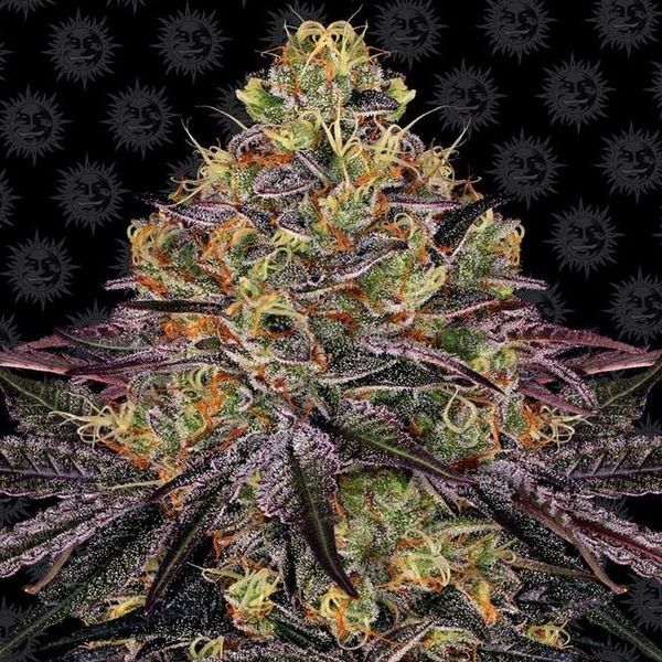 Watermelon Zkittlez (Barney's Farm) feminizowane