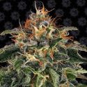Moby Dick (Barney's Farm) feminizowane