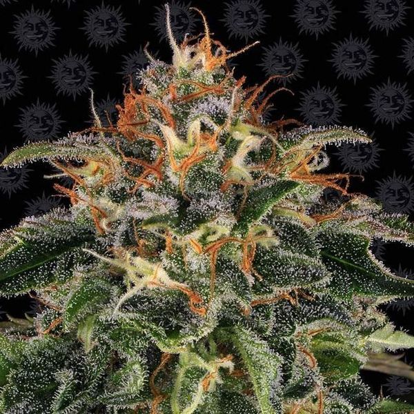Moby Dick (Barney's Farm) feminizowane