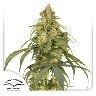 Auto CBD-Victory (Dutch Passion) feminizowane