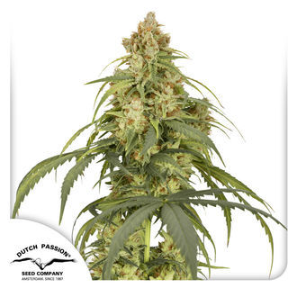 Auto CBD-Victory (Dutch Passion) feminizowane