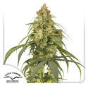 Auto CBD-Victory (Dutch Passion) feminizowane