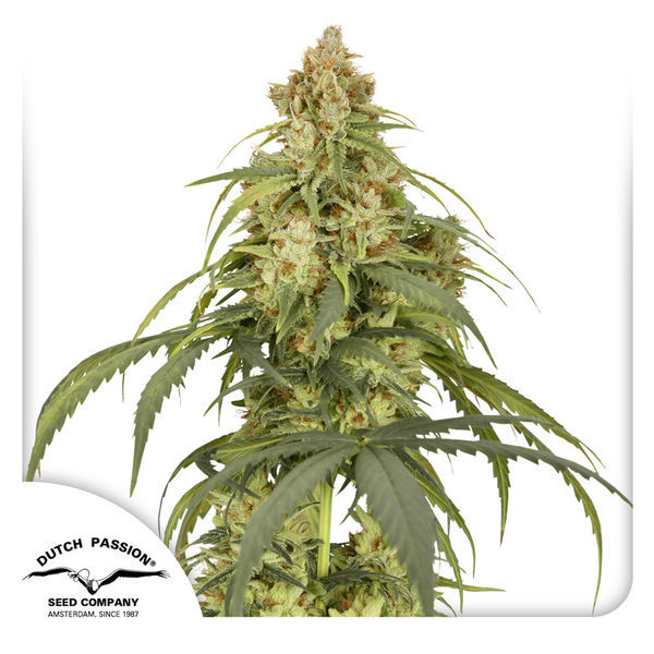Auto CBD-Victory (Dutch Passion) feminizowane