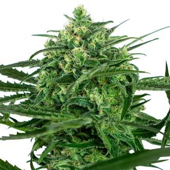 Sensi Amnesia (Sensi Seeds) feminizowane