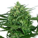 Sensi Amnesia (Sensi Seeds) feminizowane