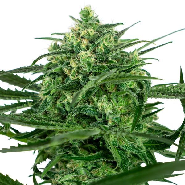 Sensi Amnesia (Sensi Seeds) feminizowane