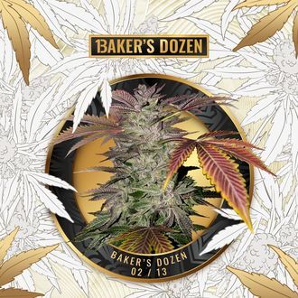 Baker's Dozen Exclusive (T.H.Seeds x Zamnesia) feminizowane