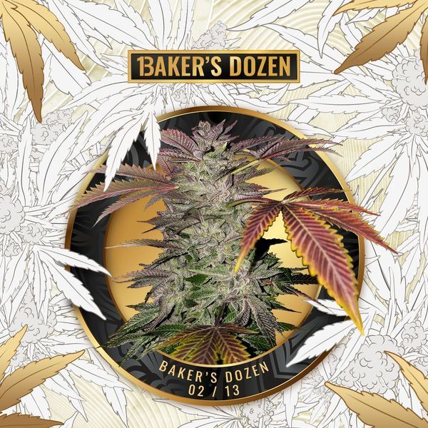 Baker's Dozen Exclusive (T.H.Seeds x Zamnesia) feminizowane