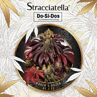 Baker's Dozen Exclusive (T.H.Seeds x Zamnesia) feminizowane