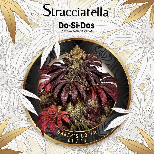 Baker's Dozen Exclusive (T.H.Seeds x Zamnesia) feminizowane