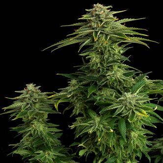 Zkit Candy Dream Edition (Kannabia) feminizowane