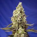 Runtz XL Auto (Sweet Seeds) feminizowane