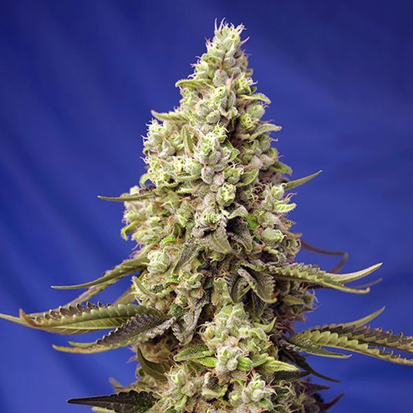 Runtz XL Auto (Sweet Seeds) feminizowane