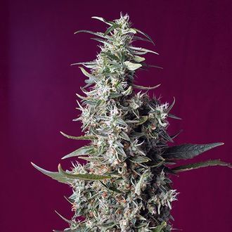 Sweet Cherry Pie (Sweet Seeds) feminizowane