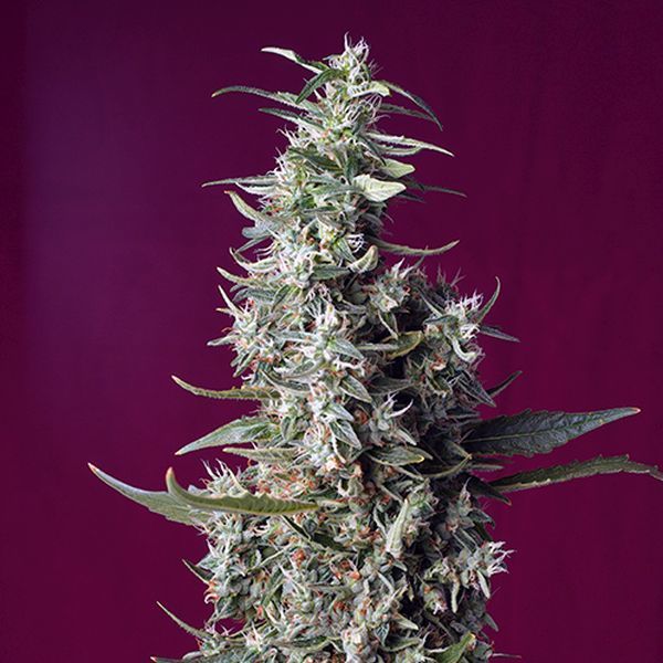 Sweet Cherry Pie (Sweet Seeds) feminizowane
