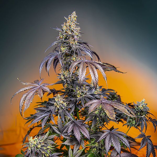 Red Gorilla Girl XL Automat (Sweet Seeds) feminizowane