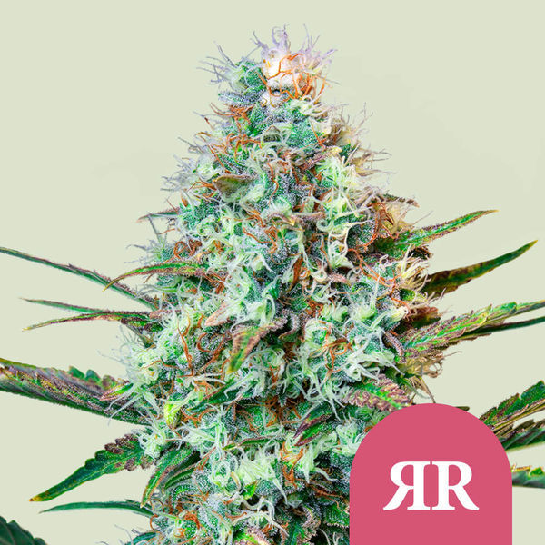 Royal Runtz (Royal Queen Seeds) nasiona marihuany feminizowane
