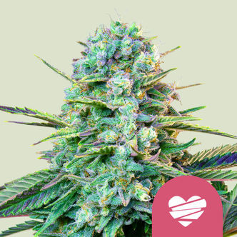 Wedding Crasher (Royal Queen Seeds) feminizowane