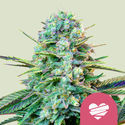Wedding Crasher (Royal Queen Seeds) feminizowane